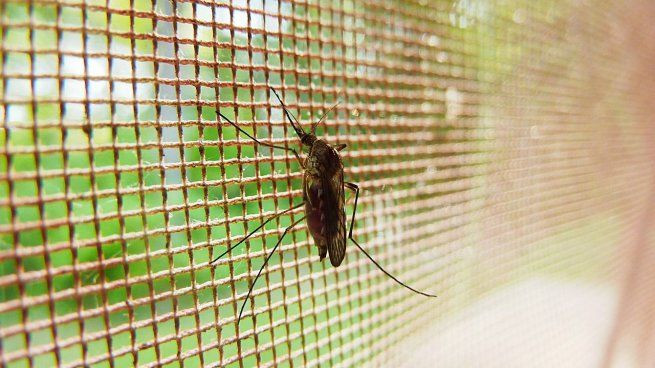 Empiezan a bajar los casos de dengue en el país