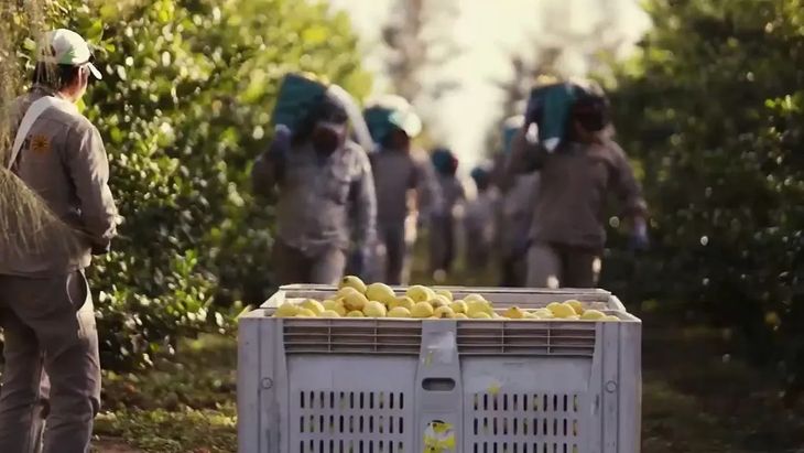 Los productores optarían este año por no cosechar la totalidad de la fruta.