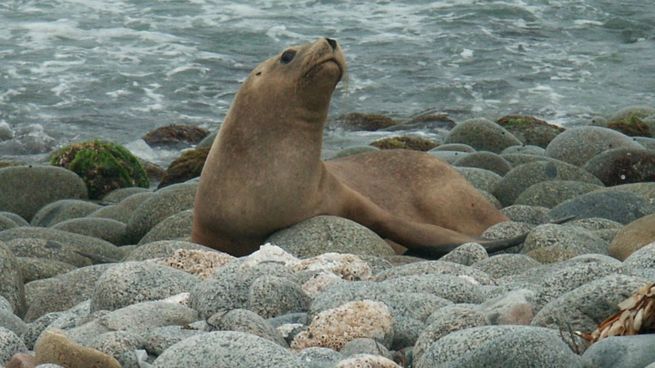 Avian influenza infection in sea lions has sounded the alarm for Uruguay's tourism industry.