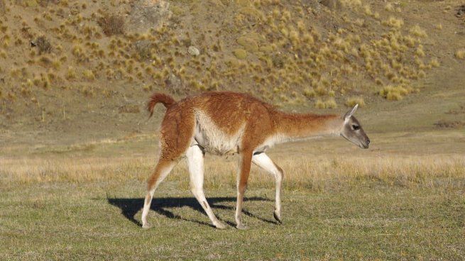 Los guanacos son un problema para los sectores rurales de la patagonia.