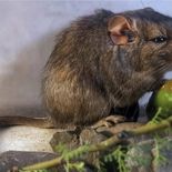 Científicos argentinos decubrieron el Apnotomys conicetorum. Científicos argentinos decubrieron el Apnotomys conicetorum.