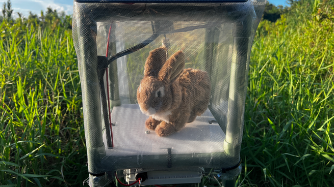 Conejos robots para terminar con las serpientes pitón: la original estrategia del estado de Florida.&nbsp;