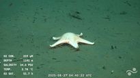 Estos fueron los organismos identificados por el buque Falkor (too).