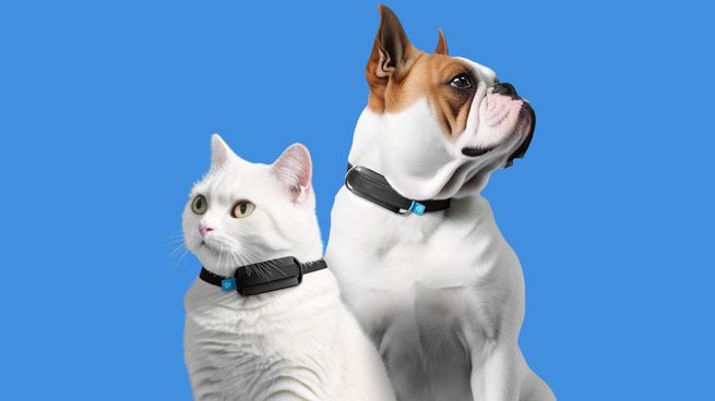 Un collar con sensores y conexión inteligente permite monitorear en tiempo real la salud, actividad y ubicación de millones de perros en el mundo.