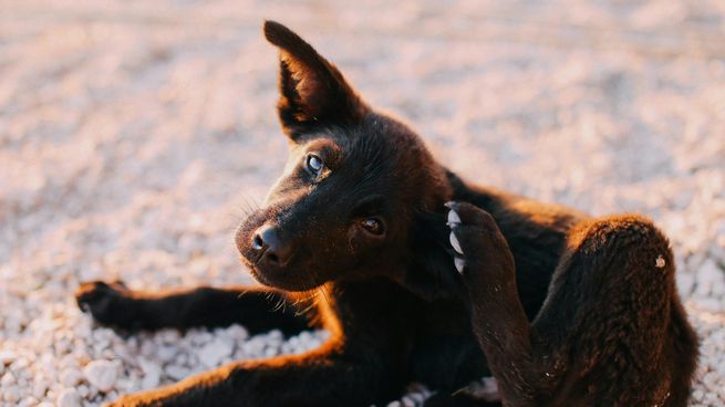 Tomar estas medidas preventivas te ayudará a proteger a tu perro y a mantener un hogar libre de garrapatas, asegurando así la salud y el bienestar de toda la familia.