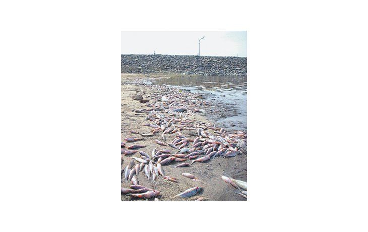 La contaminación en la cuenca del Salí-Dulce provocó la mortandad de cientos de peces en el embalse de Río Hondo.
