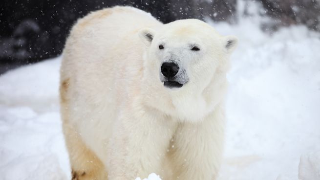 El cambio climático provoca más encuentros entre osos polares y humanos.