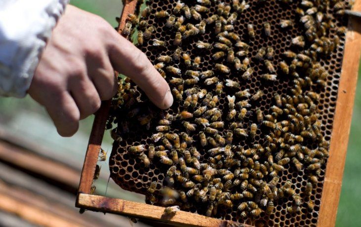 Agricultura crea programa de fortalecimiento del sector apícola