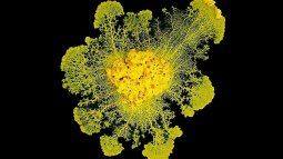 blob, el organismo que sorprende a la ciencia: sin cerebro, con 720 sexos y se cura a si mismo