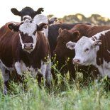 Se abren oportunidades para la carne argentina, consideran en el sector. Se abren oportunidades para la carne argentina, consideran en el sector.