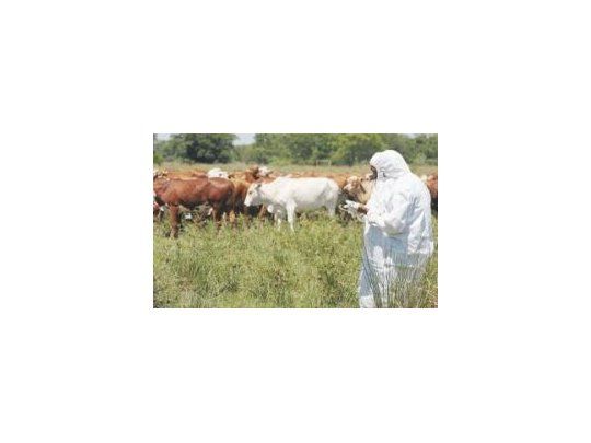 Paraguay confirmó rebrote de fiebre aftosa
