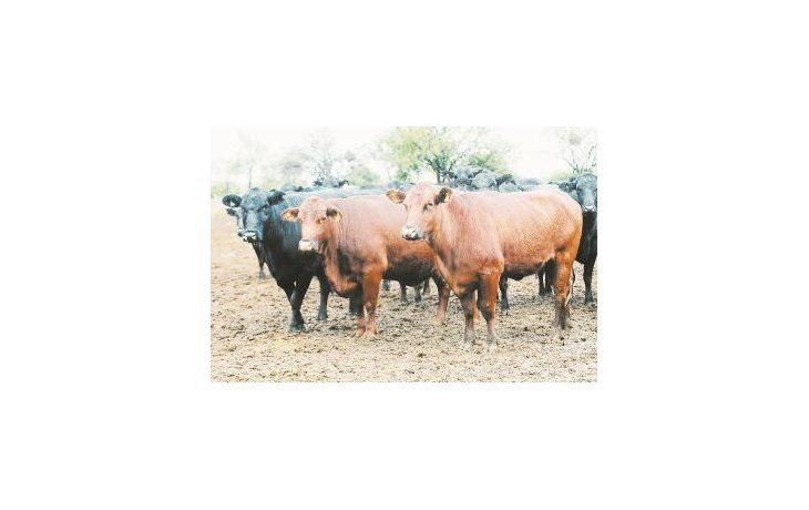 ámbito.com | La estrategia para la alimentación de los animales es a base de pasto producido en el establecimiento. Aunque si el clima les juega en contra se les entrega semillas de algodón.