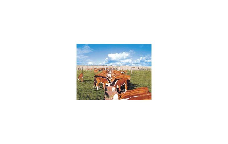 La sequía generó un grave daño sobre la producción bovina. Tan sólo en Santa Fe murió un millón de animales, y Buenos Aires perdería 120 mil toneladas de carne este año.