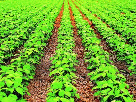 La soja se hundió ya que las lluvias en las áreas de cultivo clave de América del Sur mejoraron las perspectivas de rendimientos.