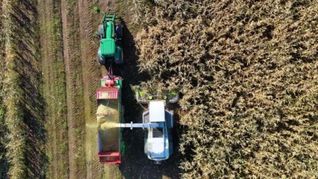 Proyecciones indician que la soja podría alcanzar una producción superior a los 50 millones de toneladas.