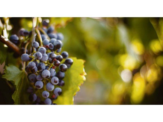 Uva. La vitivinicultura cerró un 2017 muy complicado, con menos envíos al exterior y un marcado retroceso en el consumo interno. Para este año se espera una mejor campaña productiva.