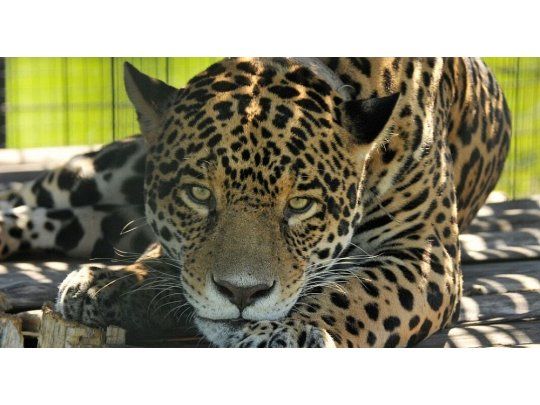 Quedan menos de 250 ejemplares en el país.