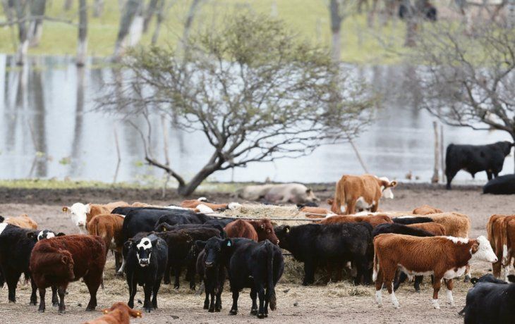 Contrastes. La actividad en la zona pampeana muestra mejoras, mientras que en el norte y Nordeste del país aún no se perciben grandes cambios.