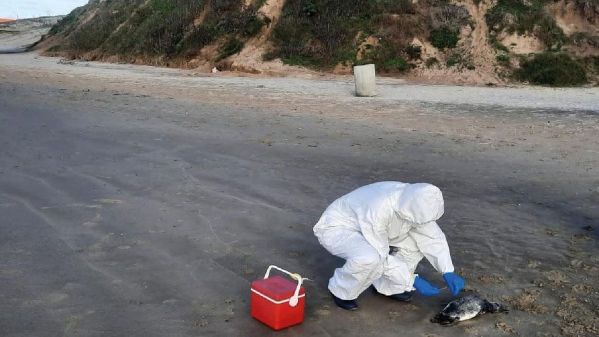At least 800 penguins were found dead in La Paloma