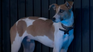 Find out what will happen to the dog of the most famous house in the country, Find out what will happen to the dog of the most famous house in the country,