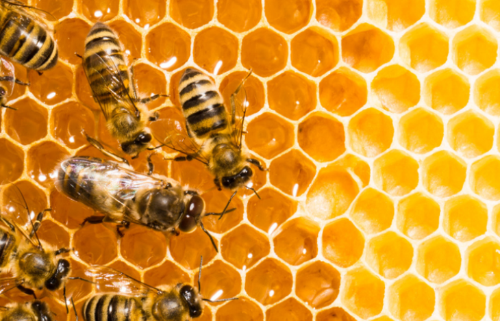 Boom apícola: la pandemia disparó el consumo de miel