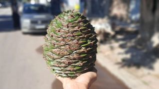 Los piñones caen desde las araucarias, árboles que pueden superar los 50 metros de altura. Los piñones caen desde las araucarias, árboles que pueden superar los 50 metros de altura.