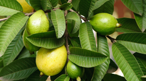 Por qué es importante consumir hojas de guayaba en invierno, según la Profeco.