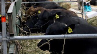 Vacas.