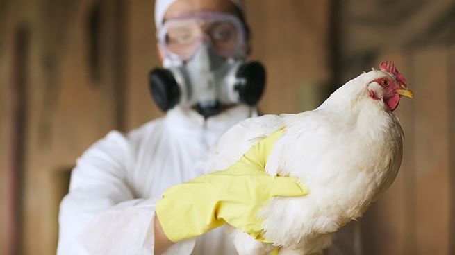 Se detectó un nuevo foco de gripe aviar en Uruguay y ya suman 14 desde febrero.