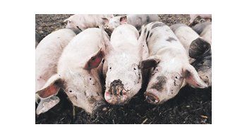 En Alemania se cerraron temporalmente casi 5.000 explotaciones agropecuarias y se analizaron muestras de huevos, carnes de ave y cerdo, algunas de las cuales dieron tasas excesivas de dioxinas.