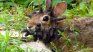 The authorities of Colorado Parks and Wildlife (CPW) identified the cause as the cotton -tailed papilloma virus. The authorities of Colorado Parks and Wildlife (CPW) identified the cause as the cotton -tailed papilloma virus.