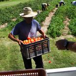 La baja en los precios de la ganadería y de los alimentos explicó la mayor parte del retroceso del Índice de Precios al Productor en diciembre, según datos del INE. La baja en los precios de la ganadería y de los alimentos explicó la mayor parte del retroceso del Índice de Precios al Productor en diciembre, según datos del INE.