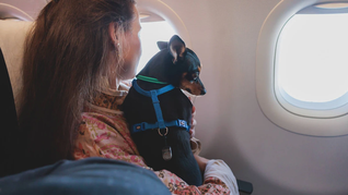 Cómo sacar este documento crucial para viajar con mascotas.&nbsp;