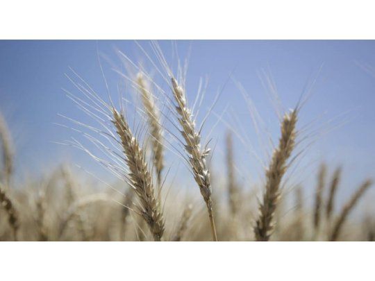 Agroexportadores aseguran que las DJVE de la semana pasada se hicieron son válidas