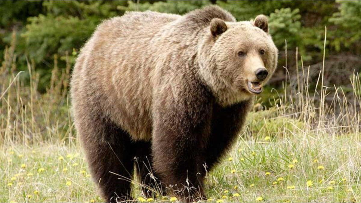 a bear killed a couple and their dog