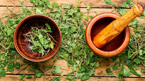 Esta es la planta mexicana que sirve para combatir la depresión, diabetes y la anemia.