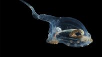 Una nueva hipótesis sugiere que las larvas de los gusanos tubícolas se desplazan por el subsuelo, abriendo nuevas posibilidades sobre cómo colonizan los respiraderos hidrotermales.