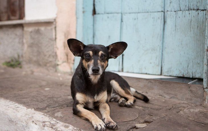 Animales de compañía en situación de calle.&nbsp;