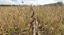 In Uruguay, two thirds of soybean production was lost due to drought.