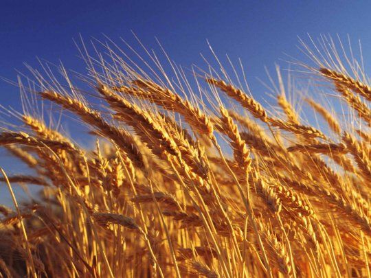 Los futuros del trigo estadounidense tocaron este jueves máximos de dos meses,