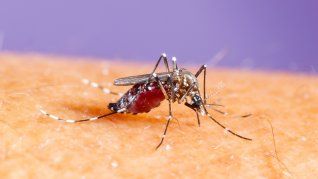 Aedes Aegypti es el mosquito capaz de transmitir dengue.