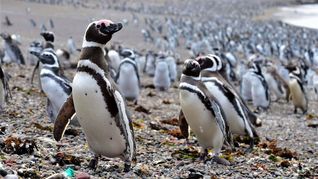 Greenpeace Argentina denunció penalmente el ecocidio de pingüinos en Chubut