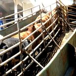 El gobierno intenta desactivar el bloqueo en Turquía de un buque con 3.000 vacas procedentes de Uruguay. El gobierno intenta desactivar el bloqueo en Turquía de un buque con 3.000 vacas procedentes de Uruguay.