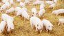 cerdo: ganaria mas espacio en la dieta de los argentinos