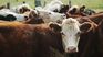 Uruguay could export cattle on the hoof to Israel in 2025. Uruguay could export cattle on the hoof to Israel in 2025.