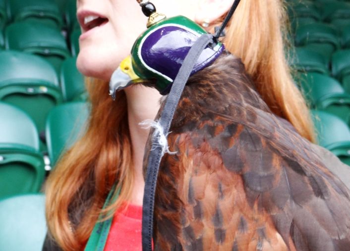 Rufus, una pieza clave en el cuidado del All England (foto 1)