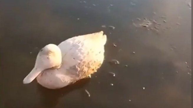 Usuarios de distintos lugares de Argentina compartieron como la ola polar afecta a los animales.