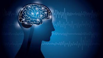 Cerebro.&nbsp;