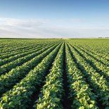 Los contratos futuros de la soja treparon este lunes ante las novedades comerciales. Los contratos futuros de la soja treparon este lunes ante las novedades comerciales.