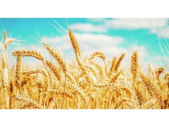 El cultivo de trigo suma área y tecnología en el campo
